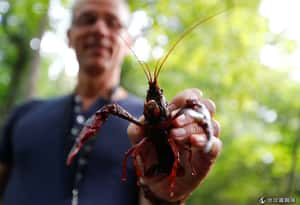 美國螯蝦入侵德國公園  民眾：吃掉牠