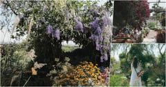 台版 小莫內花園｜一年只開園一次的英式小花園 百花綻放:空氣中都彌漫一股淡雅香草花香 :