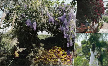 台版 小莫內花園｜一年只開園一次的英式小花園 百花綻放:空氣中都彌漫一股淡雅香草花香 :