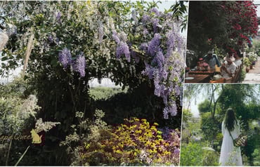 台版 小莫內花園｜一年只開園一次的英式小花園 百花綻放:空氣中都彌漫一股淡雅香草花香 :