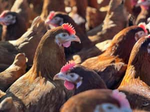 不用買廚餘機，政府送你「廚餘雞」　法國、比利時：養隻雞解決缺蛋與剩食危機