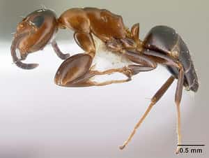 毒液充滿咖哩味 螞蟻界的自殺炸彈客