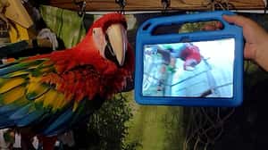 鸚鵡也愛交朋友，研究：鸚鵡熱愛視訊聊天，一天可聊９小時
