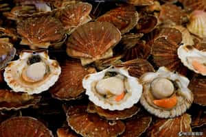 英法上演「扇貝戰爭」  海上惡鬥不手軟