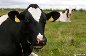 想停止地球暖化 從改變牛放的屁做起 瑞士新創公司發明新飼料