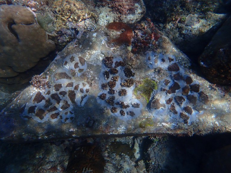 守護小琉球珊瑚礁生態　三大策略多管齊下