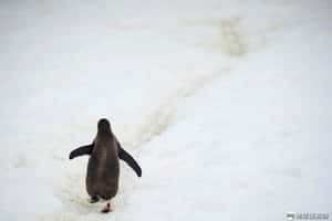 那年，那個獨自滑雪穿越南極大陸、不小心打破世界紀錄的瑞典護理師