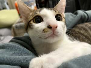 各位貓奴，你家主子可以在茫茫人海中找到你！研究：貓咪可以靠嗅覺認出熟人