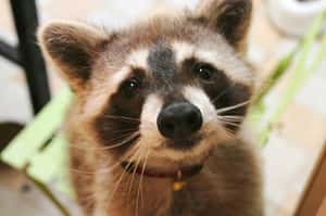 源自動畫的浣熊熱 造就日本數十年生態問題