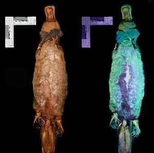 研究：鴨嘴獸的毛皮在紫外線下會發光
