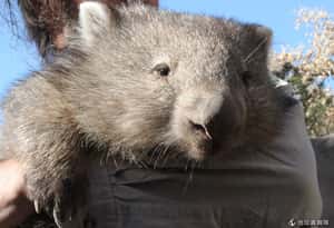 為什麼澳洲袋熊可以排出方形大便？