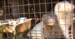 反皮草運動獲勝 日水貂養殖場歇業