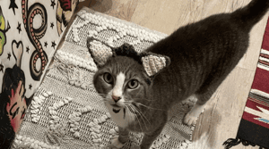 這個冬天，無耳貓貓Sweet Pea收到了最棒的禮物：一對針織耳朵和一個家