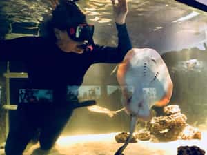 美國魟魚疑似單性懷孕　自然界中「孤雌生殖」的超級媽媽