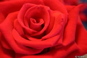 對不起害到你   哥國花卉工人情人節不開心