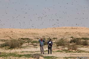 災難降臨？   蝗蟲大軍入侵以色列