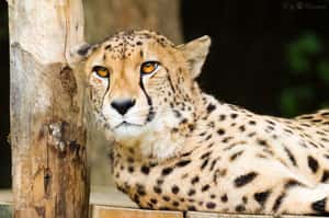 獵豹跑得快！快不過絕種的速度