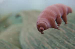 為什麼地表最強生物水熊蟲不怕輻射？全憑堪比金鋼狼的快速修復能力