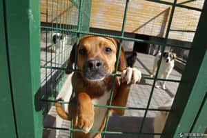 零流浪狗國家 荷蘭怎麼做到的？