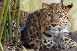 有些事是回不去的 八種消失中的動物