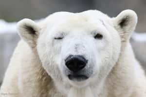 北極熊是「溫柔漢」？暖心影片的殘酷真相