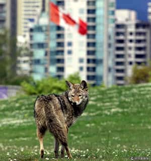 「報告！這裡看到郊狼」 加拿大城市設動物熱線