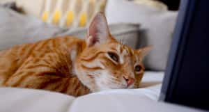 為貓量身打造的音樂   聽了會呼嚕！