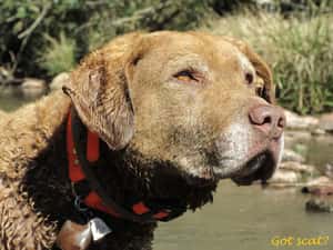 聞便便聞出一片天 這隻狗在阿根廷協助保育野生動物