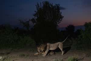 「搏命泳渡，只為與妳相遇」烏干達三腳獅創下最長游泳距離紀錄