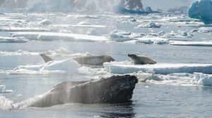 海洋生物也有同理心？  學者發現座頭鯨保護其他生物不被追殺