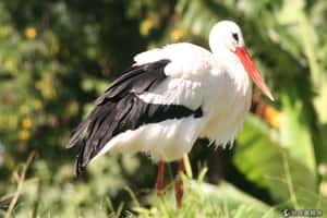 誰才是真正的送子鳥