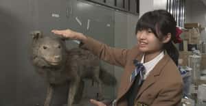 「這是已滅絕的日本狼！」國小生一眼認出，3年後發表研究論文