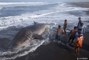 僅剩5隻 東非鯨鯊存亡告急