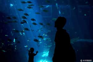 最大水族館在亞洲  新加坡海洋生物園