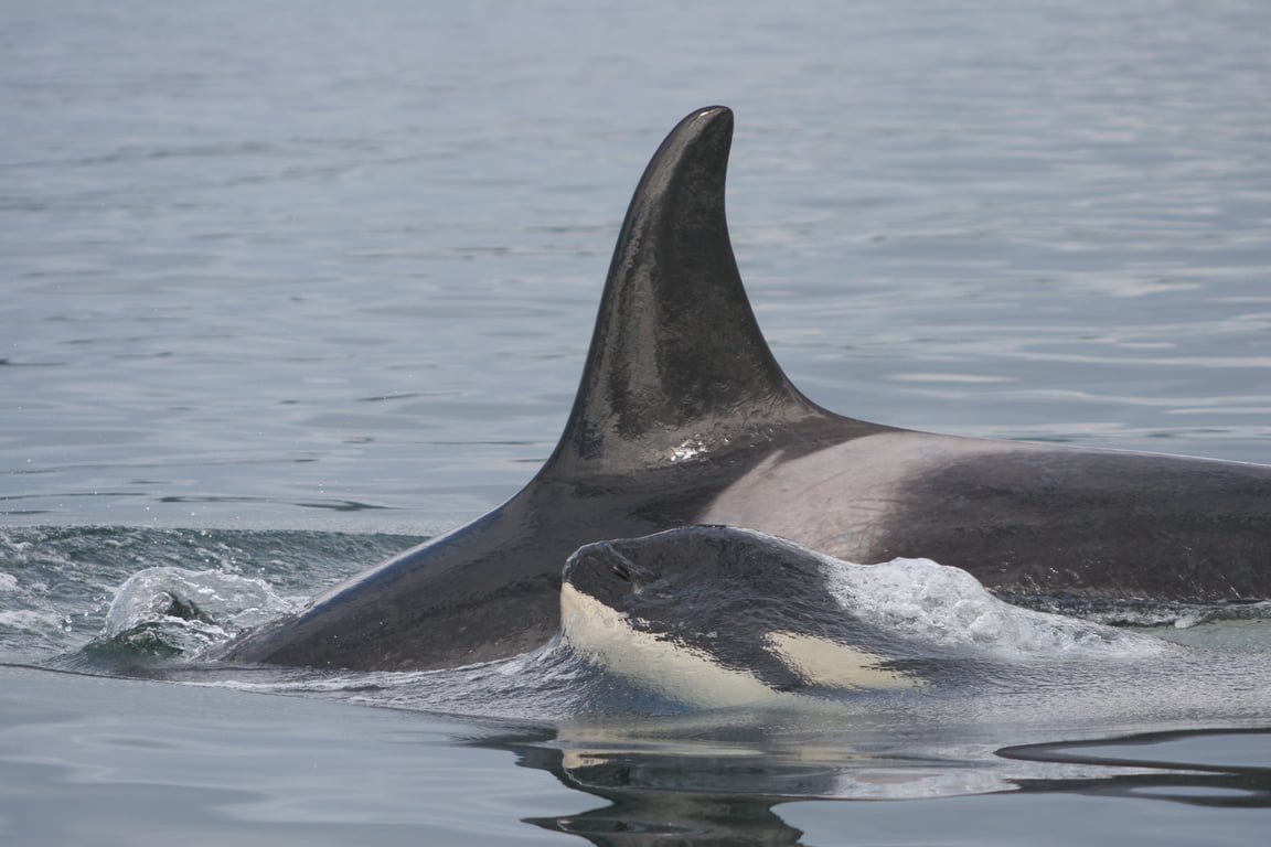 瀕危的南方居留型虎鯨：近親繁殖存活率低