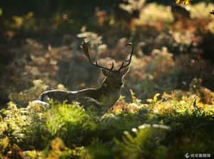 童話故事般的秋天