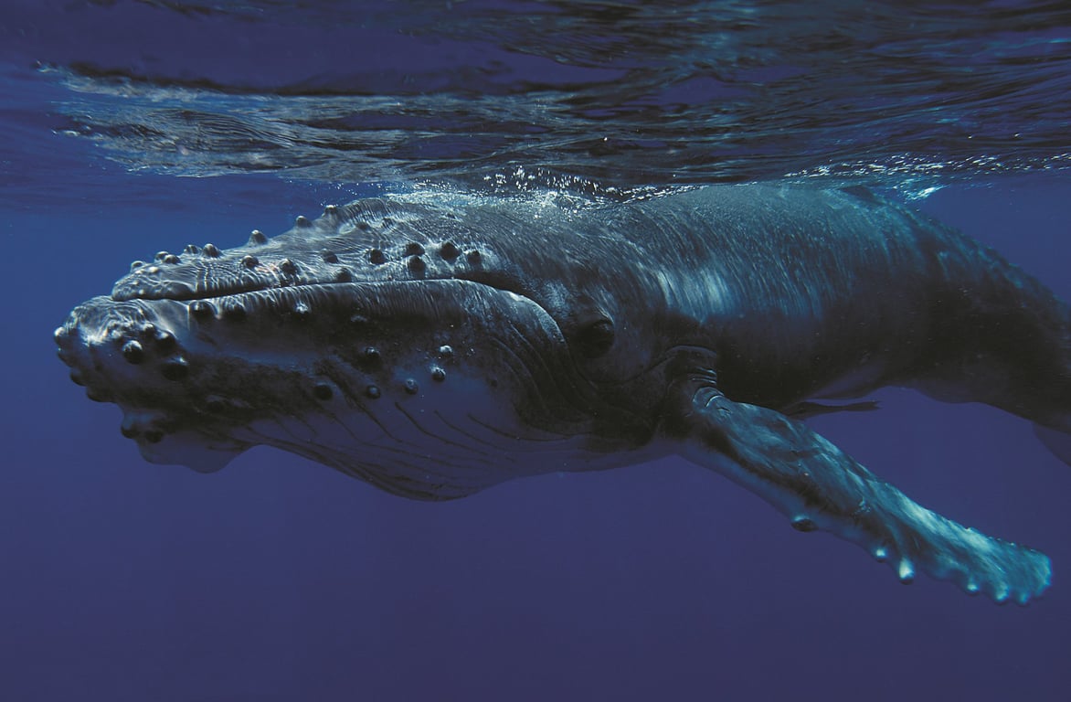 鯨魚：「小心我吉你！」太平洋原住民領袖簽署宣言，將鯨魚視為「法人」