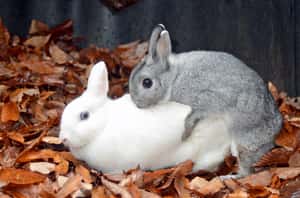 「印」出新高度！科學家研發3D列印仿生陰莖，成功恢復動物性功能與生育力