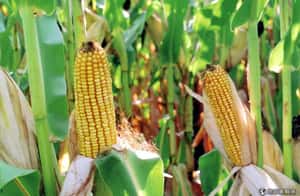 從農場到學校 告別肥胖