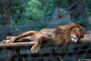 委內瑞拉動物飢荒  獅子老虎吃芒果