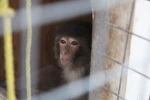 「來生別再當猴子」美國付費印尼代虐，揭露跨國虐猴產業鏈