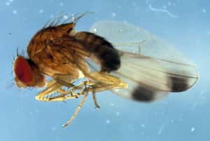 「科學家也需要 Art！」持續破解果蠅大腦神經迴路的李奇鴻