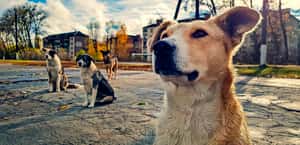 35年後再看車諾比核災：從人間煉獄到狗狗天地？