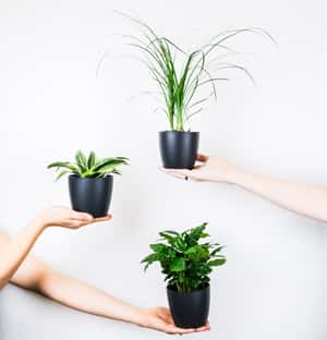 植物智慧偵測器來幫忙 植物殺手也能當園丁