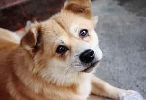 狗也會開心到哭？日本研究：愛犬與主人重逢時眼淚會奪眶而出