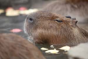 【地球 24小時】02/04  冬天就想跟牠一樣