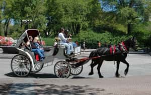 觀光馬車  各國不同的地景