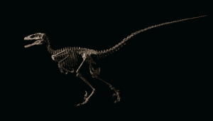 它造就出《侏羅紀公園》的迅猛龍！新的恐爪龍化石首次登上佳士得拍賣