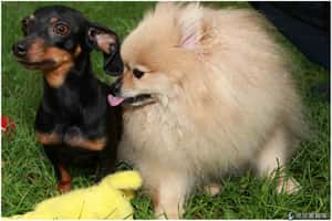 同伴往生 狗兒的哀痛不輸你我