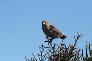 達爾文沒牠不行  加拉巴哥雀瀕危